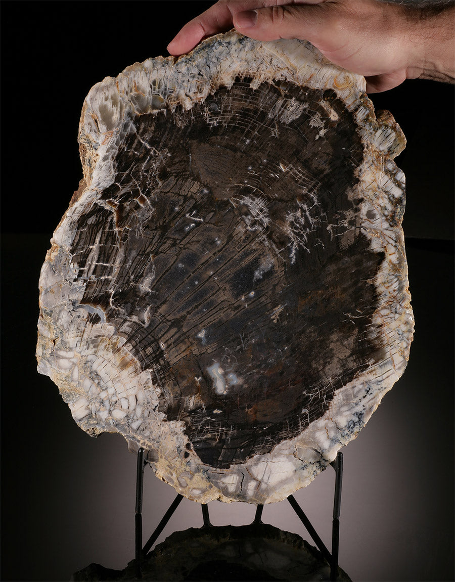 13" Petrified Fir Slab (with stand)