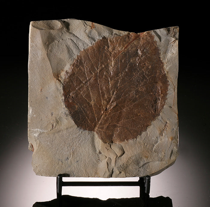 4" Davidia antiqua Leaf Plate (with stand)
