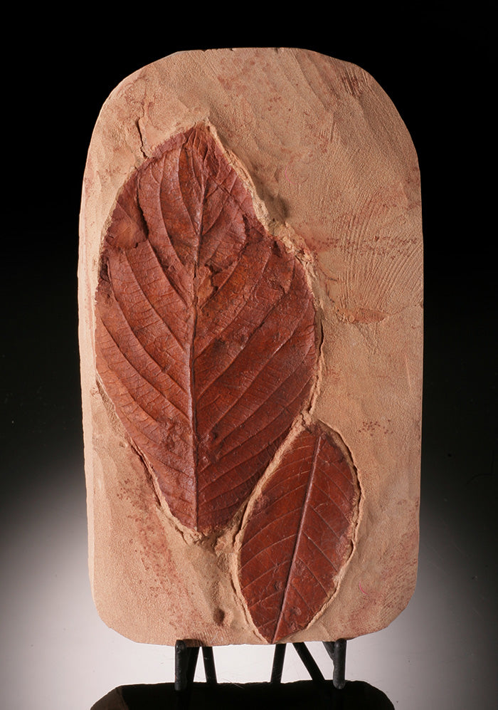 Carya antiquorum (Hickory) Leaves (with stand)