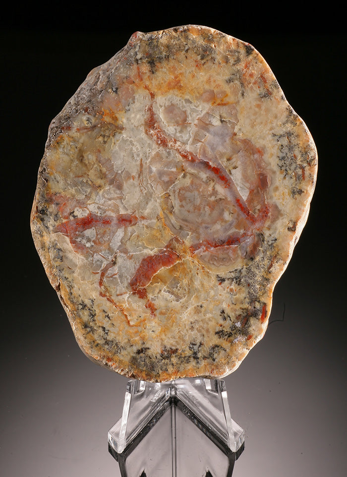 Coprolite Slice - Dino Dung (with stand)