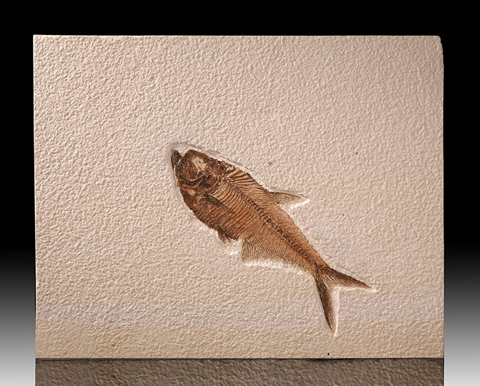 10" Diplomystus Plate (with stand)