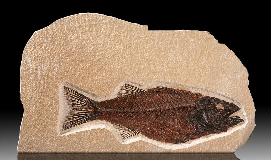 Mioplosus Fossil Fish (with stand)