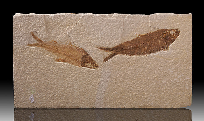 Double Knightia Fish Plate (with stand)