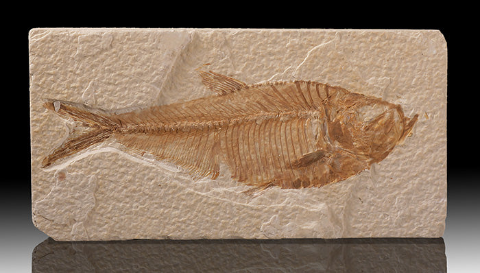 6" Diplomystus Plate (with stand)