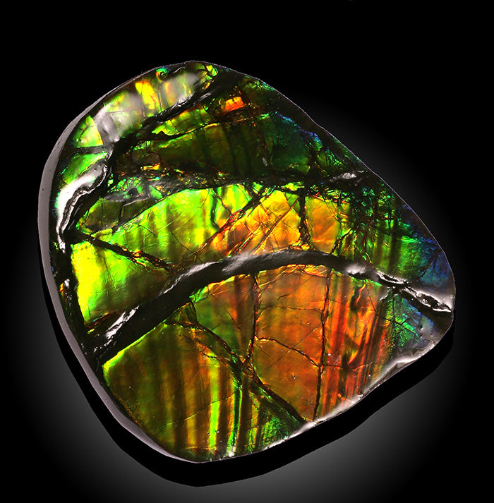 High Quality Ammolite, Canada