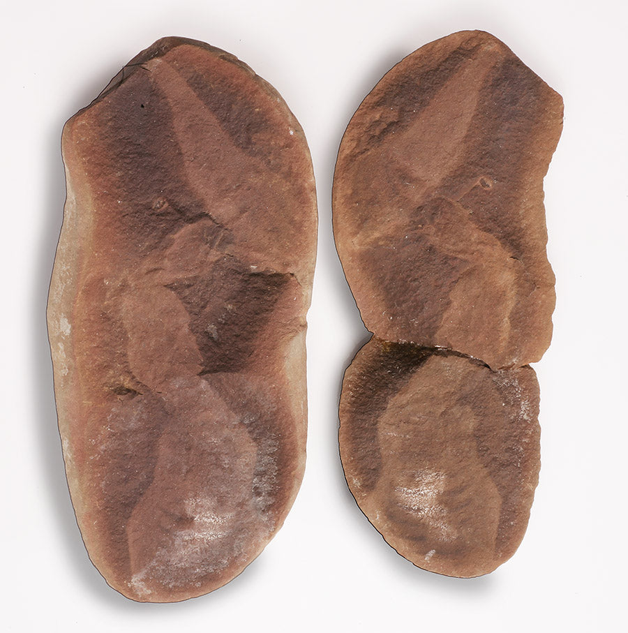 Tullimonstrum gregarium, Tully Monster for sale – Daves Rock Shop