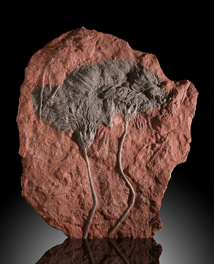 Moroccan Crinoid Plate