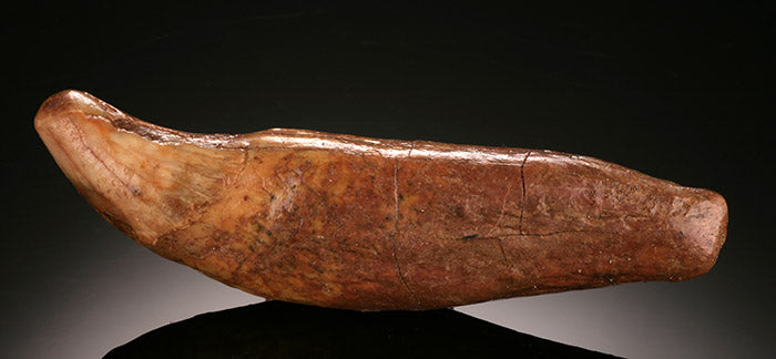 Cave Bear Canine Tooth, Russia