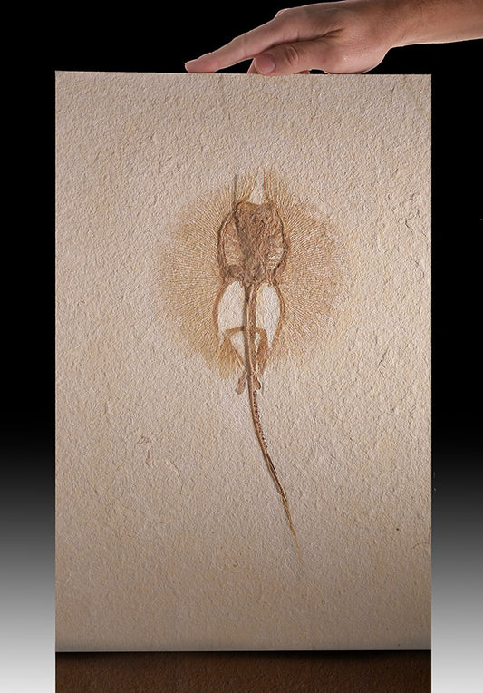 Stingray (Heliobatis)