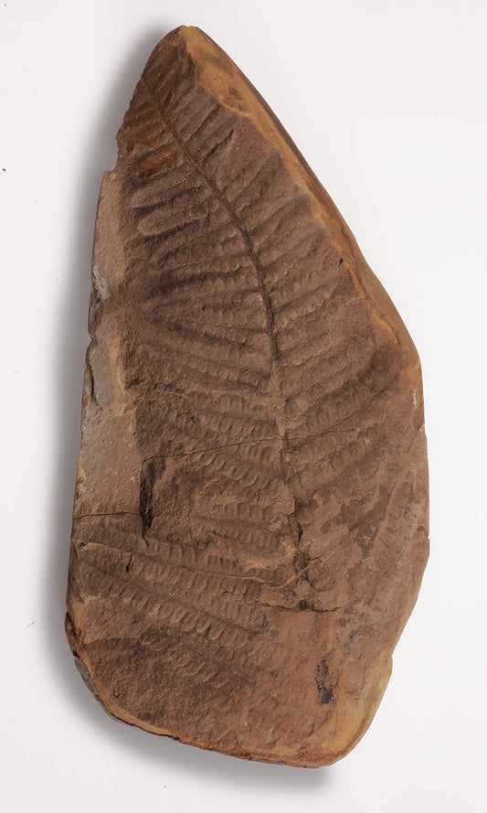Diplazites unita Spore Fern - Mazon Creek Fossil