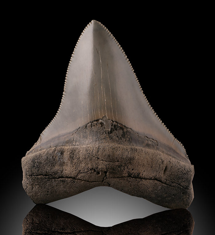 Megalodon Tooth, South Carolina