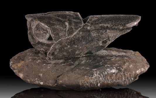 Placoderm / "Armored Fish"