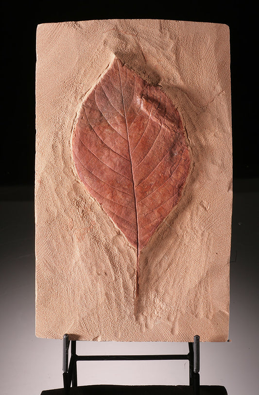 Carya antiquorum (Hickory) Leaf, With Stand