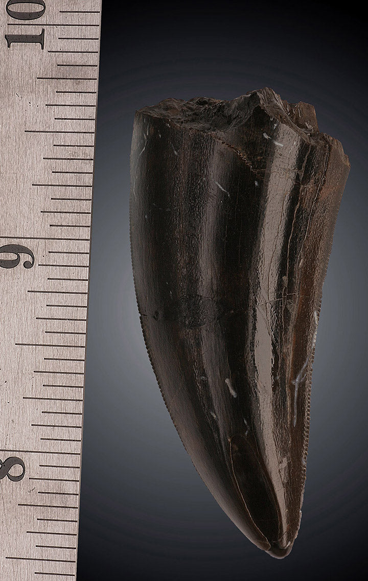 Tyrannosaurus rex tooth