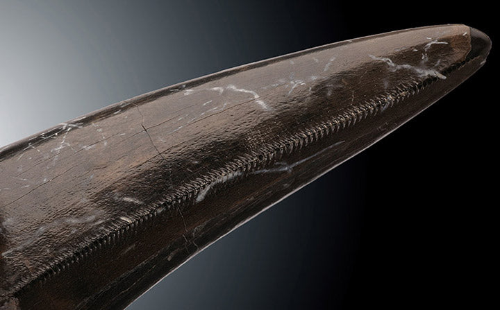 Tyrannosaurus rex tooth