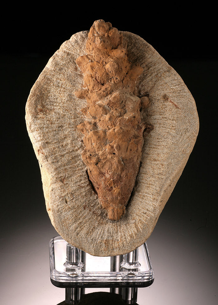 Fossilized Pine Cone (with stand)