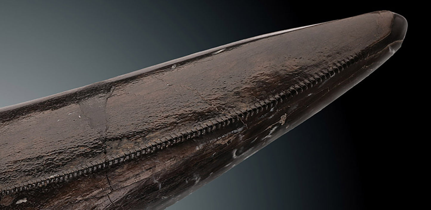 Tyrannosaurus rex tooth
