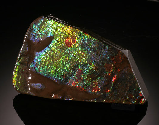 Ammolite - Canada
