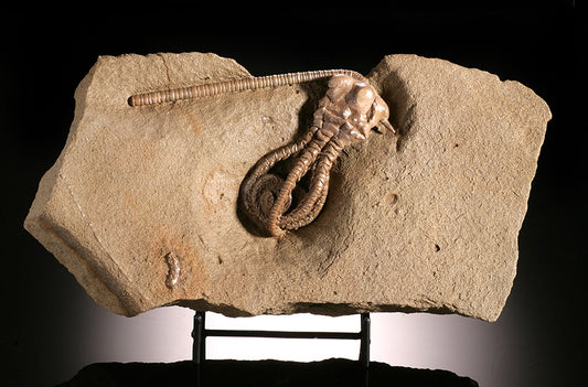 Jimbacrinus Bostocki / Australian Crinoid
