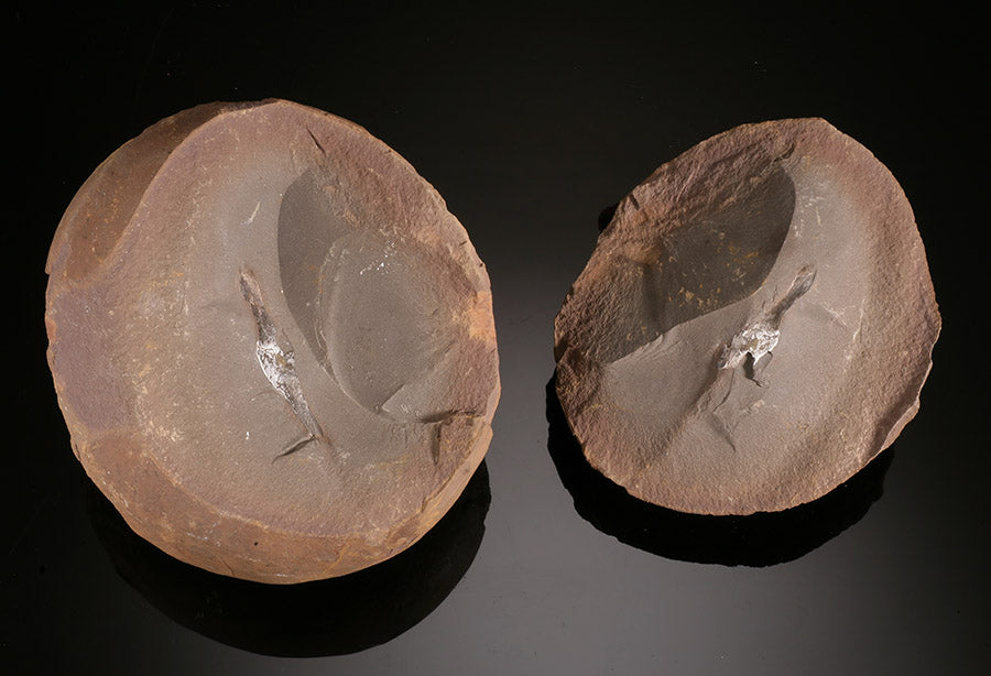 Shark Egg Case (Palaeoxyris prendeli) - Mazon Creek