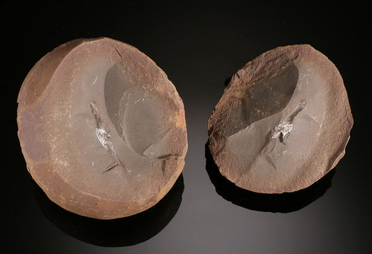 Shark Egg Case (Palaeoxyris prendeli) - Mazon Creek