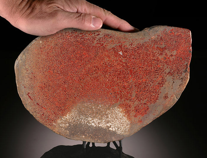 Large Partial-Polished Dino Bone (with stand)