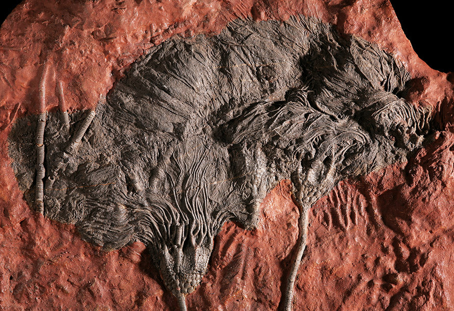 Moroccan Crinoid Plate