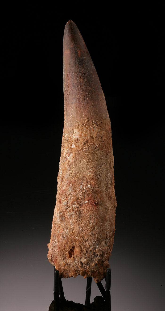 Large Spinosaur Tooth (with stand)