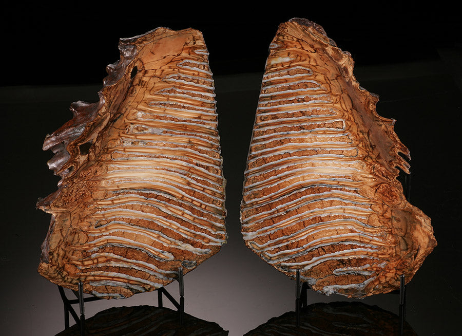 Fossil Mammoth Tooth Cross Section Pair (with stands)