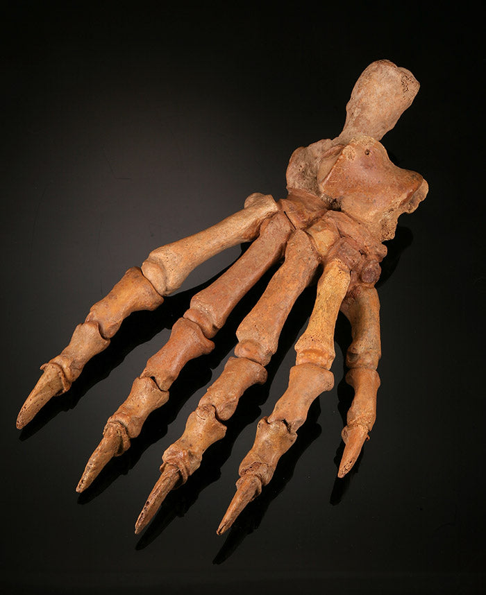 Large Cave Bear Paw