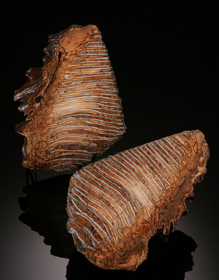 Fossil Mammoth Tooth Cross Section Pair (with stands)