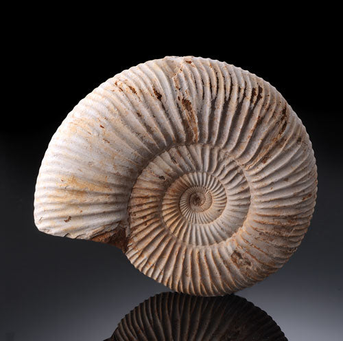 Perisphinctes Ammonite