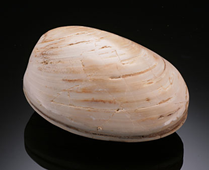 Fossilized Clams