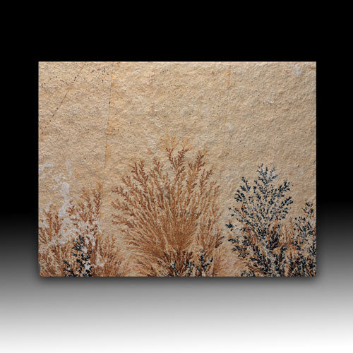 Manganese-oxide Dendrites