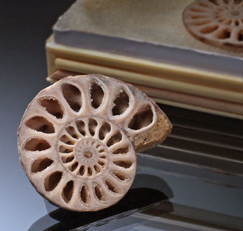 Boxed Pair of Ammonites