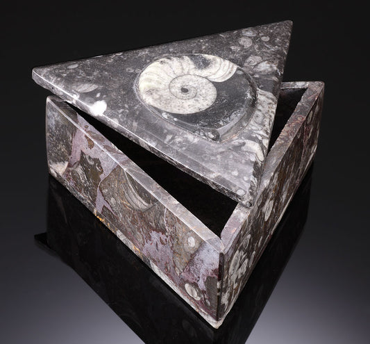 Carved Ammonite "keep sake" box