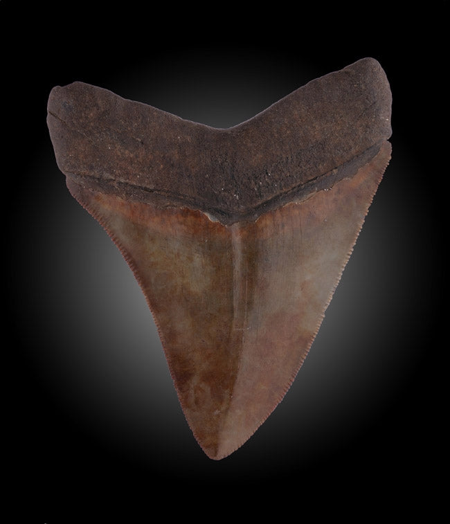 3-5/8" Megalodon Tooth