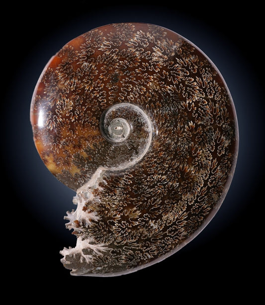 7.5" Whole Ammonite