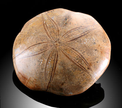 Fossil Sea Urchins