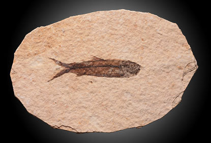 Fossil Fish / Single Specimen
