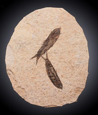 Fossil Fish / Double Specimen