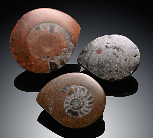 2"-3" Small Ammonites