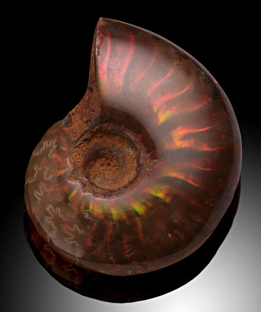 Small Iridescent Cleoniceras Ammonites