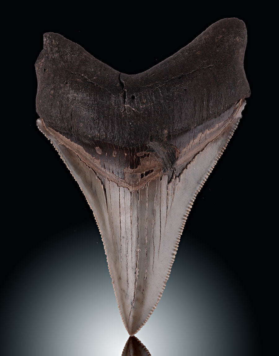 Chubutensis Shark Tooth with Bite Mark!