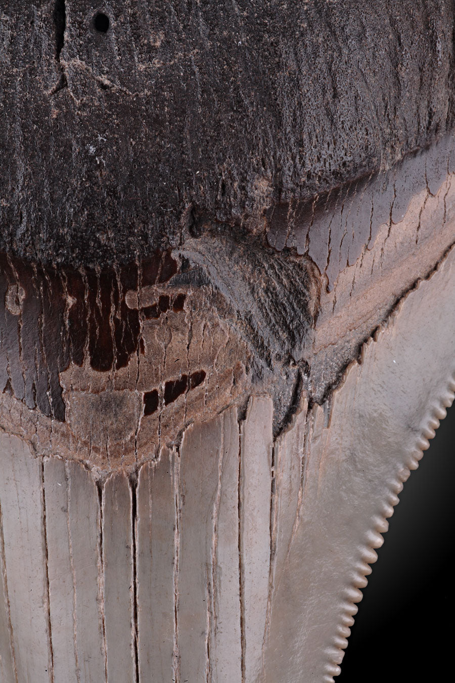 Chubutensis Shark Tooth with Bite Mark!