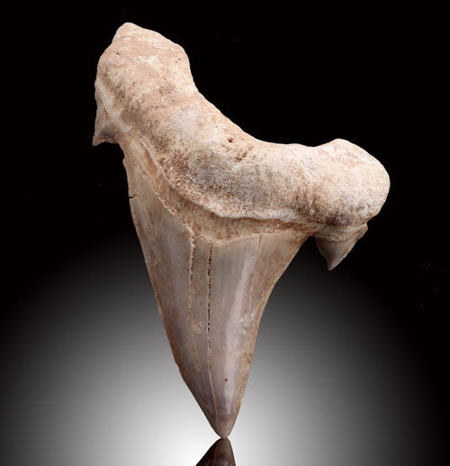 Large Otodus obliquus Shark teeth