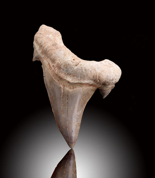 Small Otodus obliquus Shark teeth