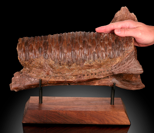 Hadrosaur Jaw Section, With Excellent Tooth Battery