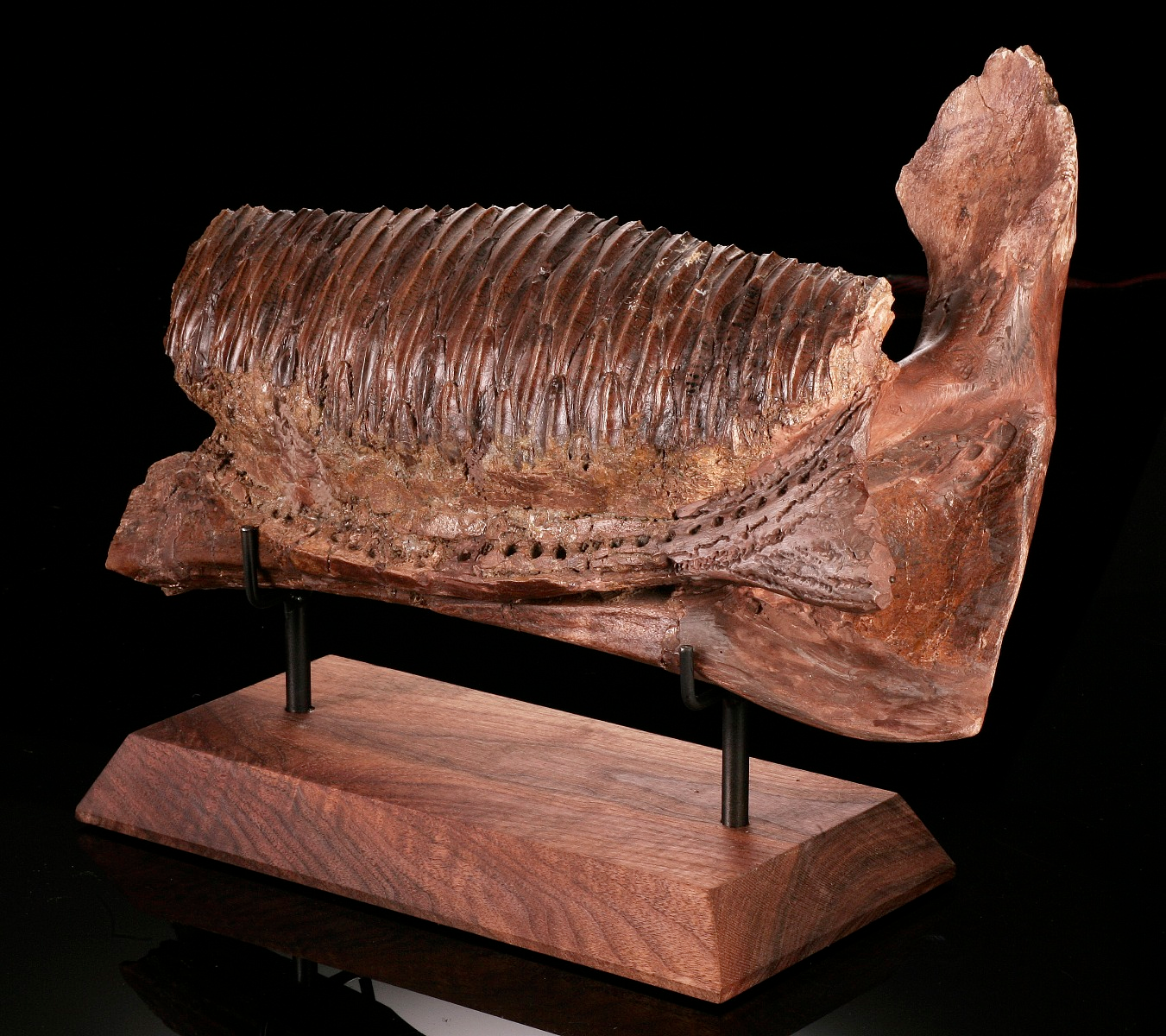 Hadrosaur Jaw Section, With Excellent Tooth Battery