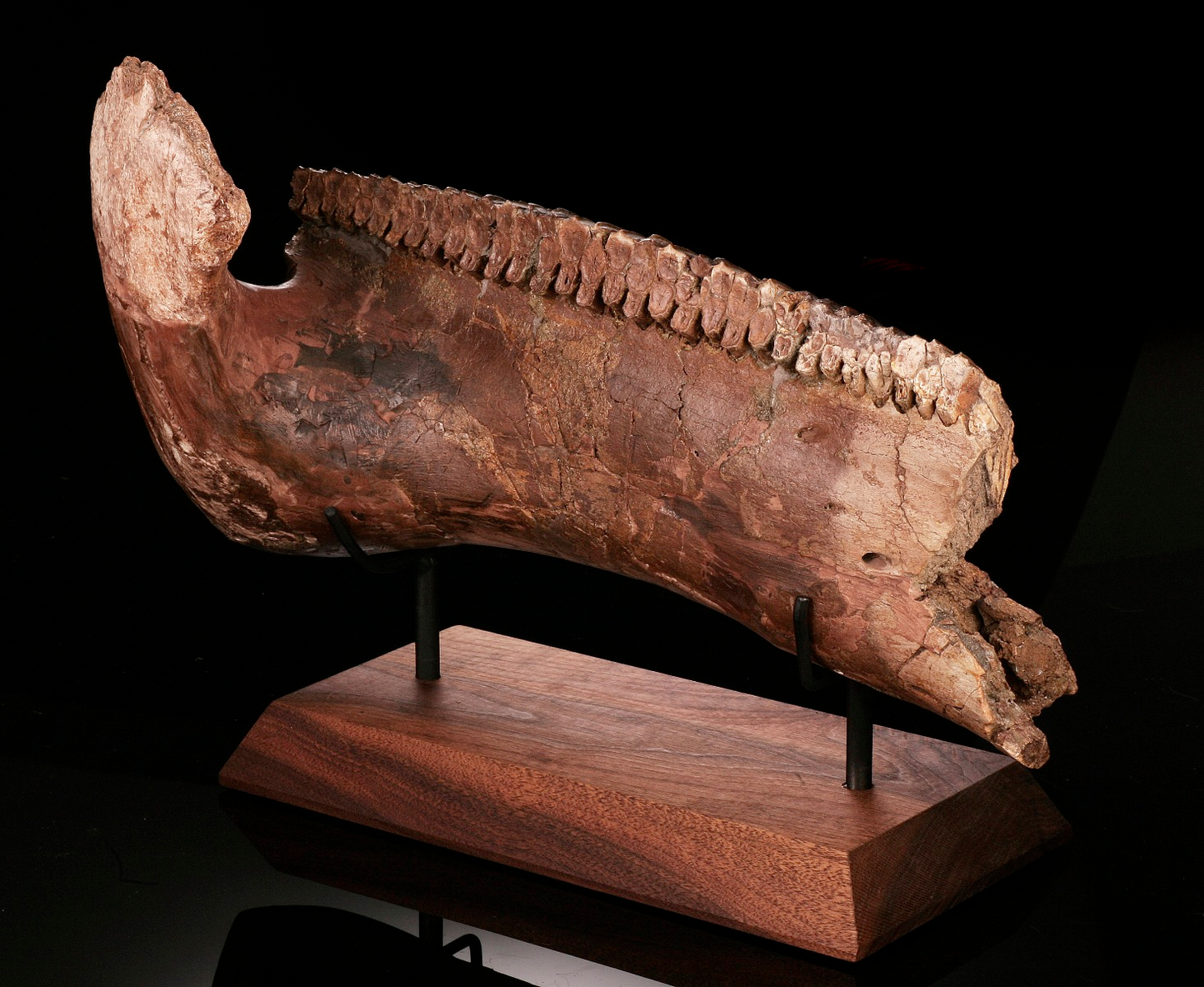 Hadrosaur Jaw Section, With Excellent Tooth Battery